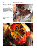 Backyard Butterflies and More! A Rare Nature Book